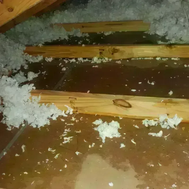 Attic Water Damage in Pasadena Hills, FL