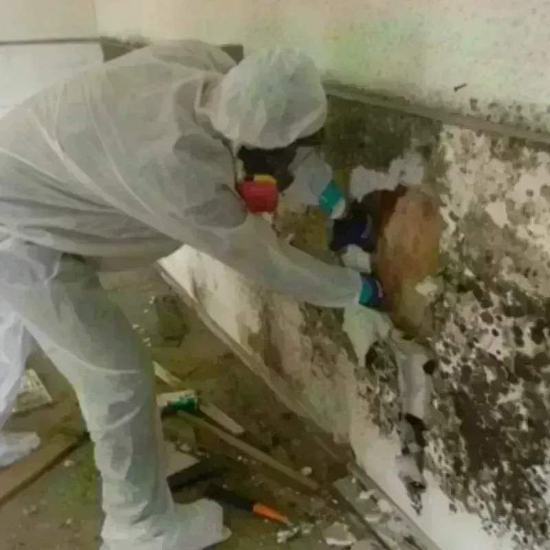 Mold Remediation and Removal in Pasadena Hills, FL